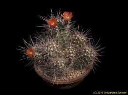 Echinocereus klapperi 1547